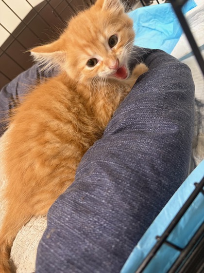 Shelter Stray Male Cat last seen Near Snowden Dr., Atlanta, GA, 1251 Fulton Industrial Blvd NW, Atlanta, GA 30336, USA