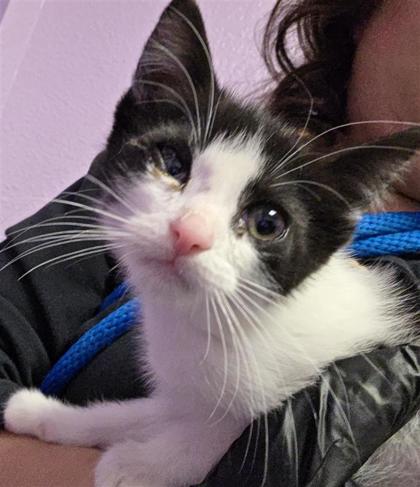 Shelter Stray Female Cat last seen Near Jensen Ave, CITY of El Paso, TX, 5001 Fred Wilson Ave, El Paso, TX 79906, USA