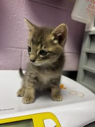 Shelter Stray Male Cat last seen Near MONTWOOD, CITY of El Paso, TX, 5001 Fred Wilson Ave, El Paso, TX 79906, USA
