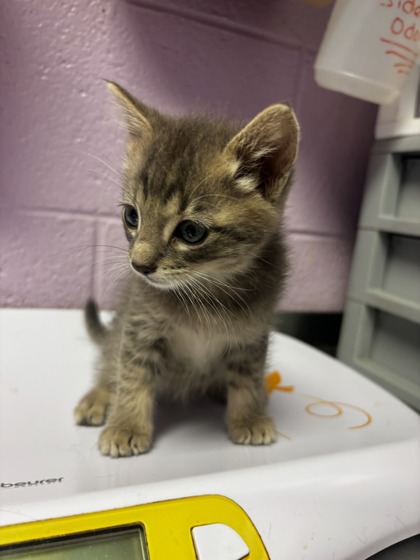 Shelter Stray Male Cat last seen Near MONTWOOD, CITY of El Paso, TX, 5001 Fred Wilson Ave, El Paso, TX 79906, USA