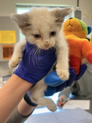 Shelter Stray Male Cat last seen In car motor, Bartlett, TN, 935 Farm Rd, Memphis, TN 38134, USA