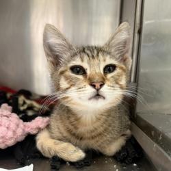 Shelter Stray Female Cat last seen Near Mera St, Oakland, CA, 1101 29th Ave, Oakland, CA 94601, USA