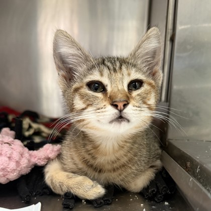 Shelter Stray Female Cat last seen Near Mera St, Oakland, CA, 1101 29th Ave, Oakland, CA 94601, USA