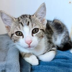Shelter Stray Male Cat last seen FoodMax parking Lot, Oakland, CA, 1101 29th Ave, Oakland, CA 94601, USA