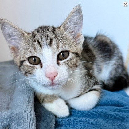 Shelter Stray Male Cat last seen FoodMax parking Lot, Oakland, CA, 1101 29th Ave, Oakland, CA 94601, USA