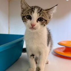 Shelter Stray Male Cat last seen FoodMax parking Lot, Oakland, CA, 1101 29th Ave, Oakland, CA 94601, USA