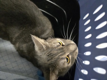 Shelter Stray Female Cat last seen Near Favor St, Oakland, CA, 1101 29th Ave, Oakland, CA 94601, USA