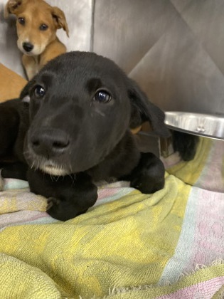 Shelter Stray Female Dog last seen Cut Thru Rd, Cove City, NC, 1639 Old Airport Rd, New Bern, NC 28562, USA