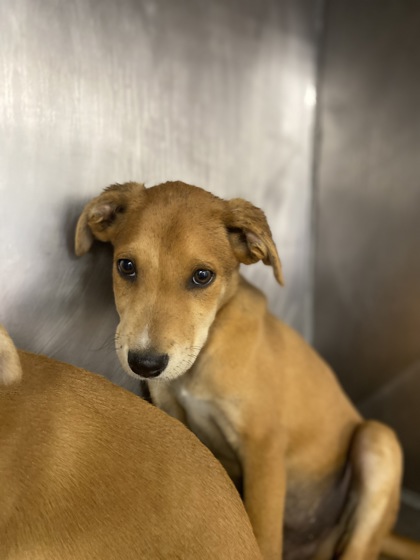Shelter Stray Male Dog last seen Cut Thru Rd, Cove City, NC, 1639 Old Airport Rd, New Bern, NC 28562, USA