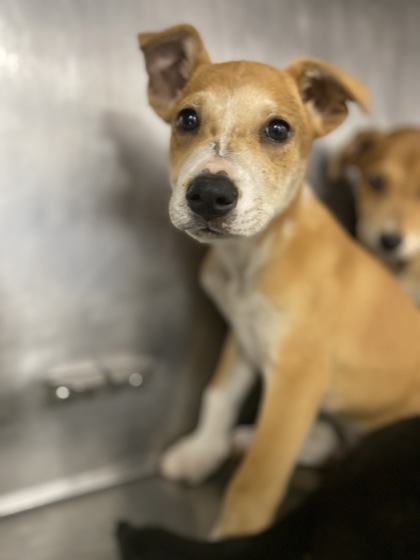 Shelter Stray Male Dog last seen Cut Thru Rd, Cove City, NC, 1639 Old Airport Rd, New Bern, NC 28562, USA