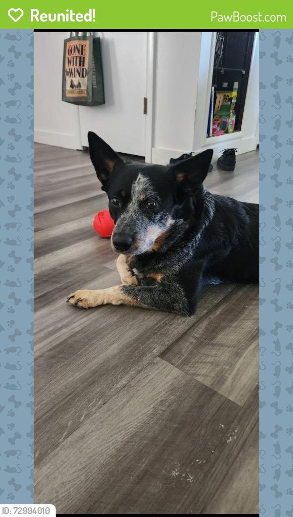 Reunited Male Dog last seen Near n 500 e , Springville, UT 84663