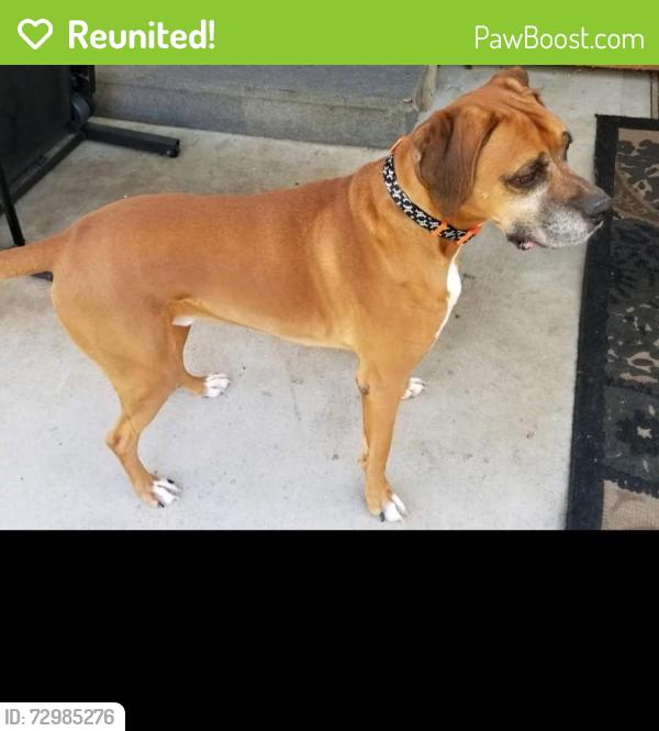 Reunited Male Dog last seen Waterfront Rd, Troy, MT 59935