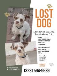 Reunited Male Dog last seen Long Beach blvd, South Gate, CA 90280