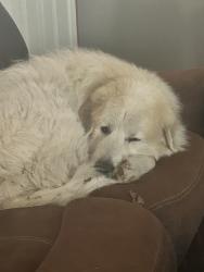 Reunited Male Dog last seen Creedmoor, NC, Creedmoor, NC 27522