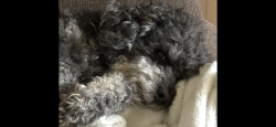 Lost Male Dog last seen 10 mile and nugent, Kent County, MI 49341