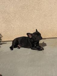 Reunited Female Dog last seen Avalon parkway, Perris, CA 92571