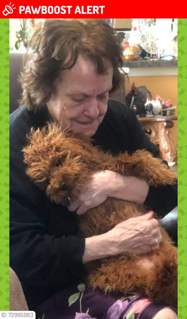 Lost Female Dog last seen Near Cambridge dr Providence village, Providence Village, TX 76227