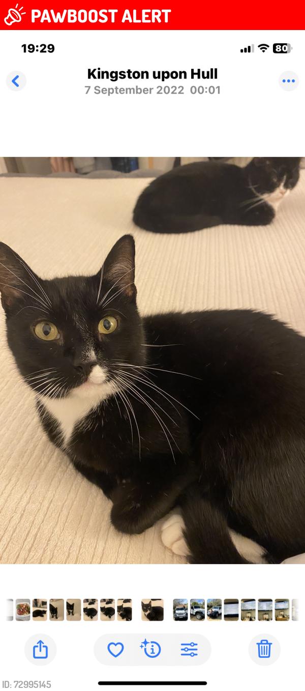 Lost Male Cat last seen Princess Avenue, Kingston upon Hull, England HU5 3RL