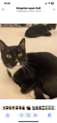 Lost Male Cat last seen Princess Avenue, Kingston upon Hull, England HU5 3RL