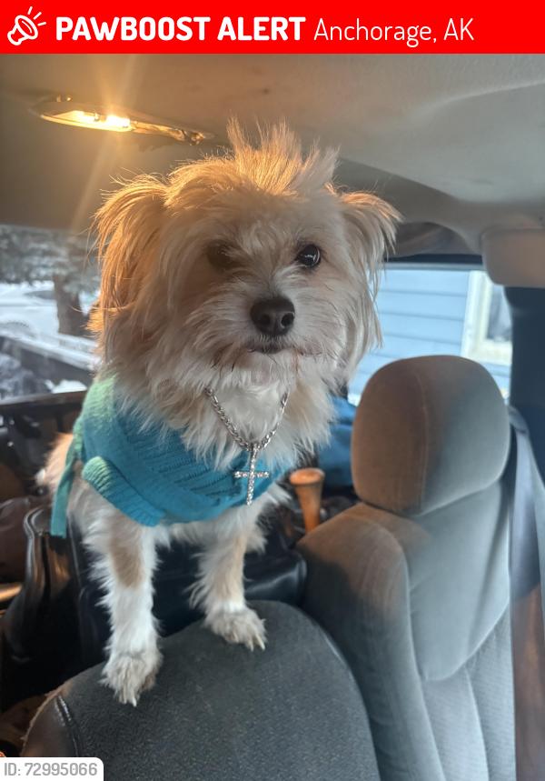 Lost Female Dog last seen 𝚃𝚞𝚛𝚙𝚒𝚗 𝚊𝚗𝚍 𝚍𝚎𝚋𝚊𝚛𝚛, Anchorage, AK 99504