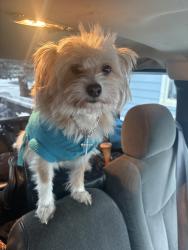 Lost Female Dog last seen 𝚃𝚞𝚛𝚙𝚒𝚗 𝚊𝚗𝚍 𝚍𝚎𝚋𝚊𝚛𝚛, Anchorage, AK 99504