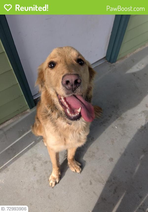 Reunited Female Dog last seen E. Washington and N Arlington, Indianapolis, IN 46219