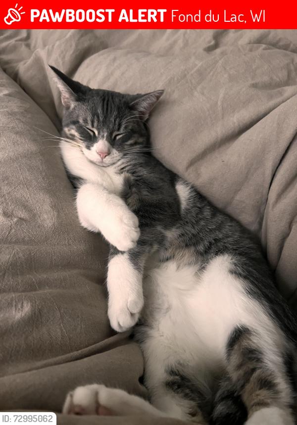 Lost Female Cat last seen Main St and Hwy 151, Fond du Lac, WI 54937