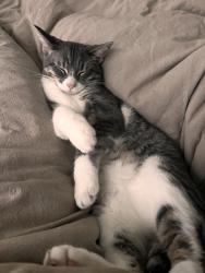 Lost Female Cat last seen Main St and Hwy 151, Fond du Lac, WI 54937