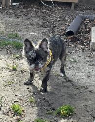 Lost Female Dog last seen Near memphis st, lansing, mi, Lansing, MI 48910