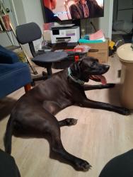 Lost Male Dog last seen Marksheffel and Constitution, Colorado Springs, CO 80908
