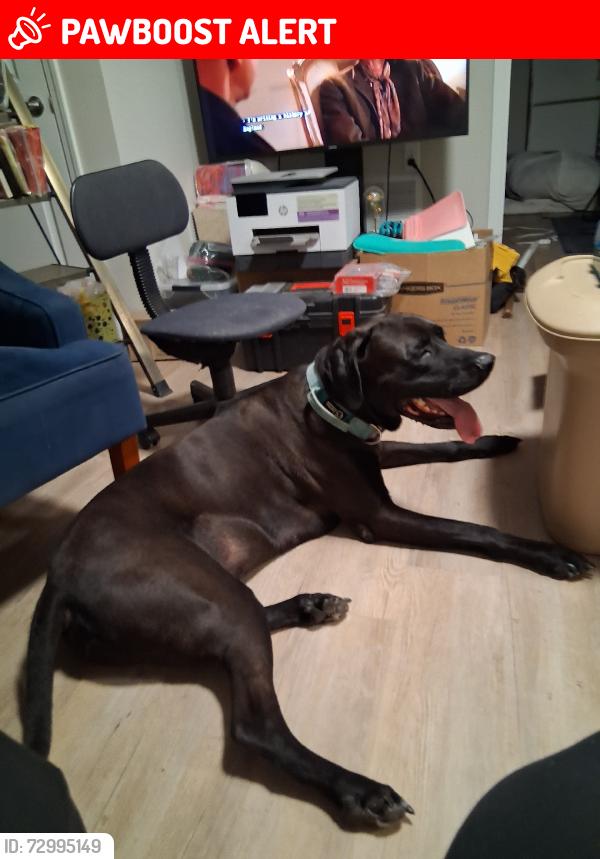 Lost Male Dog last seen Marksheffel and Constitution, Colorado Springs, CO 80908