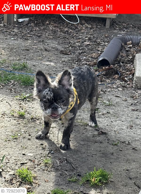 Lost Female Dog last seen Near memphis st, lansing, mi, Lansing, MI 48910