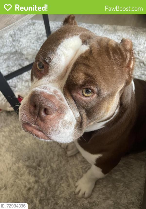 Reunited Male Dog last seen Fontana, Ca (Sierra lakes) , Fontana, CA 92336