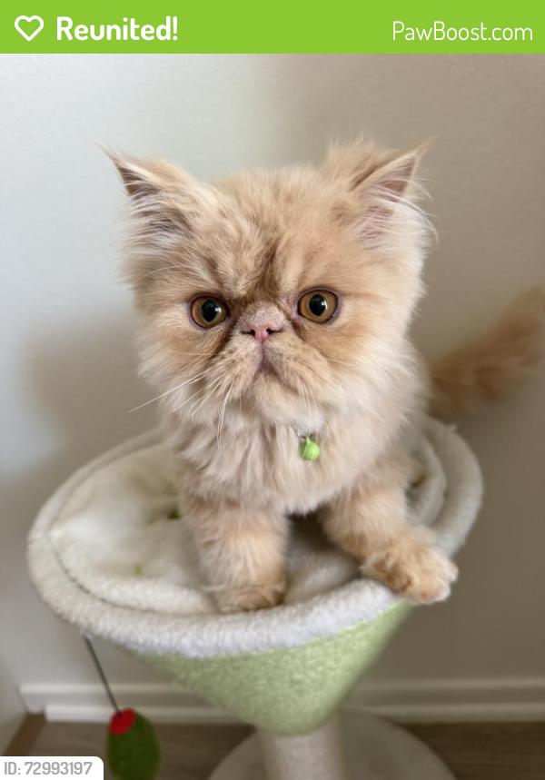 Reunited Male Cat last seen Near Olive St, Montclair, CA 91763, USA, Montclair, CA 91763