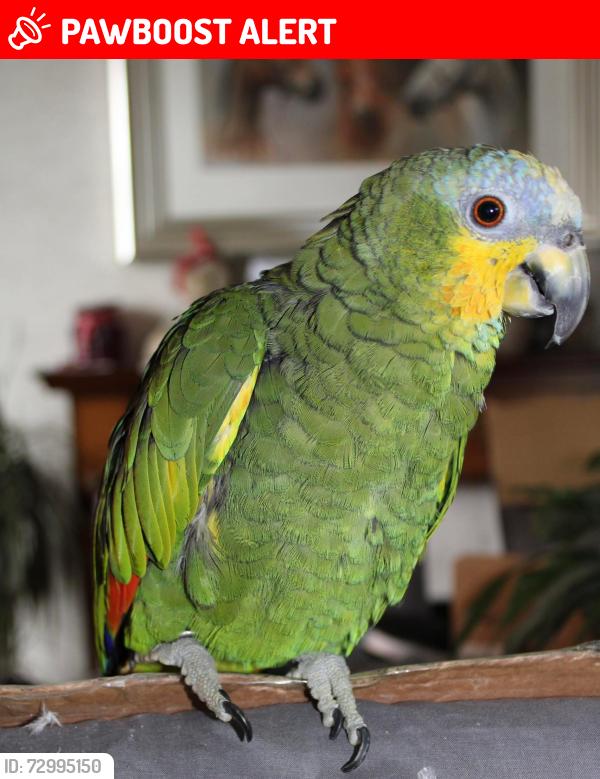 Lost Male Bird last seen Doncaster, South Yorkshire, England DN5 9DY