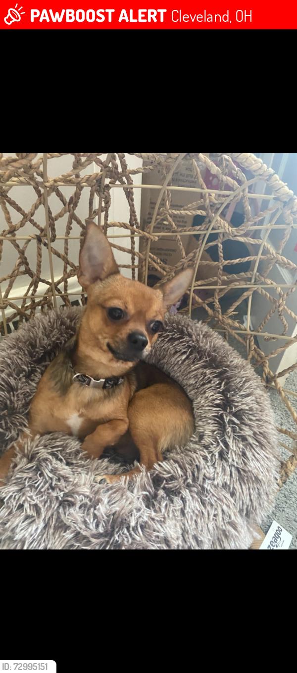 Lost Male Dog last seen Near west 135th st Cleveland Ohio 44111, Cleveland, OH 44111