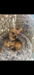 Lost Male Dog last seen Near west 135th st Cleveland Ohio 44111, Cleveland, OH 44111