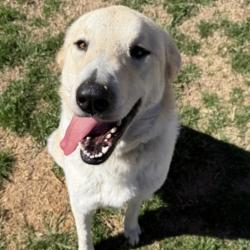 Reunited Female Dog last seen Near N Sterling Ave, Oklahoma City, OK 73127, USA, Oklahoma City, OK 73127