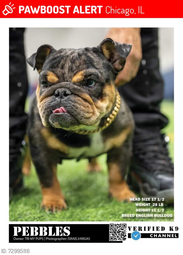 Lost Female Dog last seen Division and long , Chicago, IL 60651
