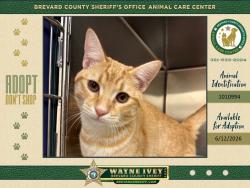 Shelter Stray Male Cat last seen Near College Avenue, COCOA, FL, 32922, 5100 W Eau Gallie Blvd, Melbourne, FL 32934, USA