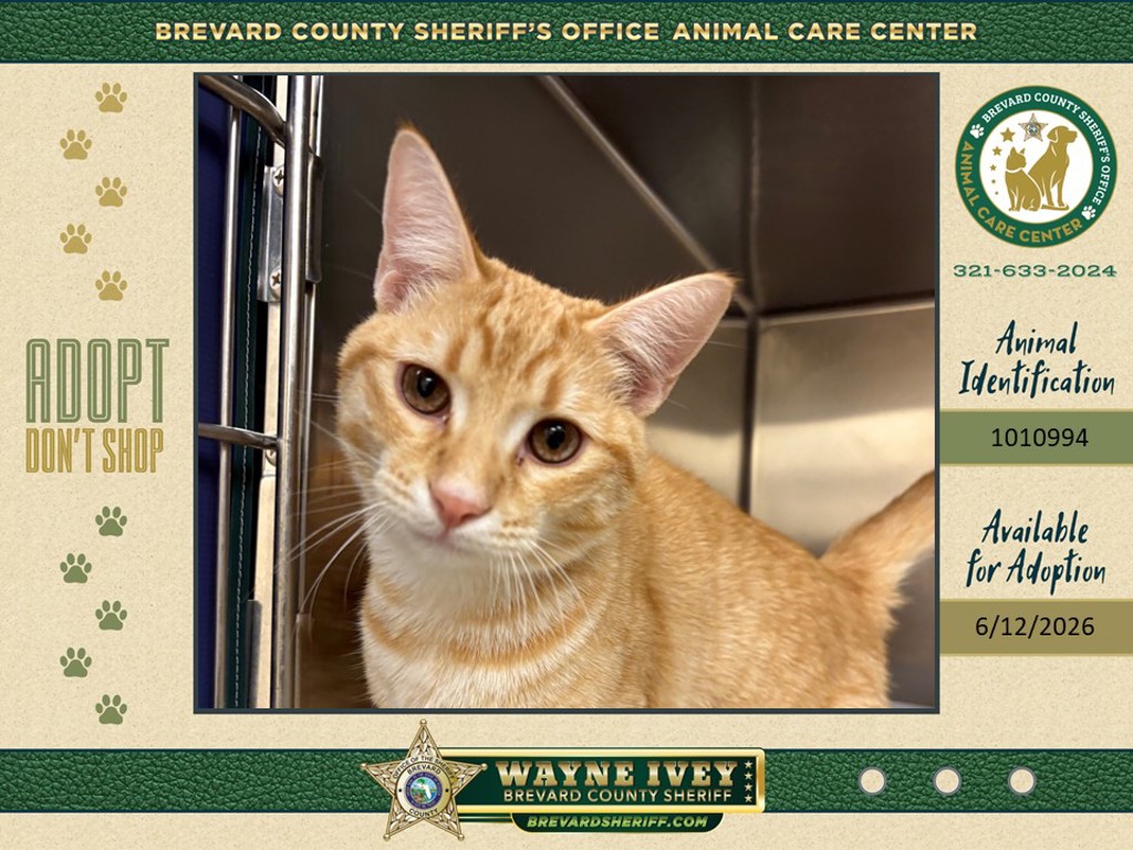 Shelter Stray Male Cat last seen Near College Avenue, COCOA, FL, 32922, 5100 W Eau Gallie Blvd, Melbourne, FL 32934, USA
