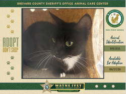 Shelter Stray Female Cat last seen Near Academy Street NE, PALM BAY, FL, 32905, 5100 W Eau Gallie Blvd, Melbourne, FL 32934, USA