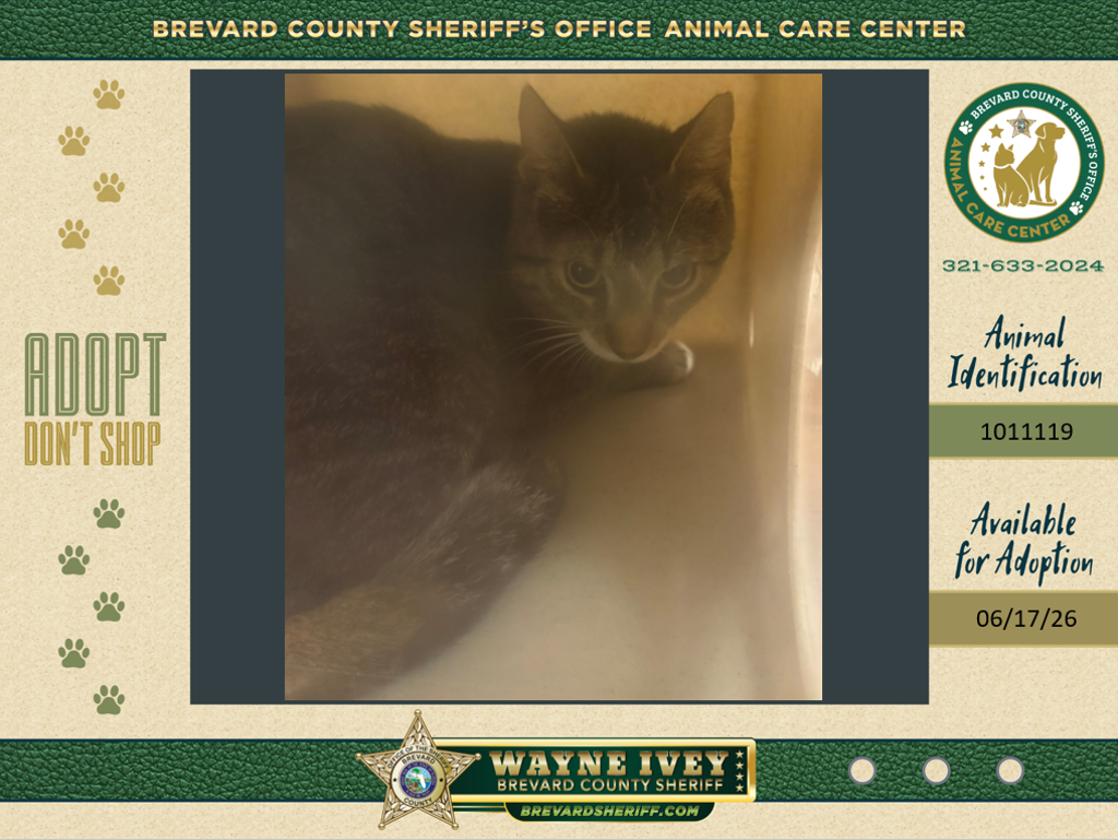 Shelter Stray Male Cat last seen Near Refuge Headquarters Road, TITUSVILLE, FL, 32782, 5100 W Eau Gallie Blvd, Melbourne, FL 32934, USA