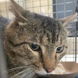 Shelter Stray Male Cat last seen Near Capitol Avenue, DES MOINES, IA, 50317, Des Moines, IA 50313