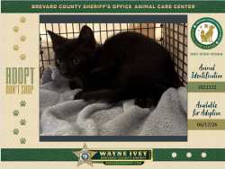 Shelter Stray Unknown Cat last seen Near Academy Street NE, PALM BAY, FL, 32905, 5100 W Eau Gallie Blvd, Melbourne, FL 32934, USA