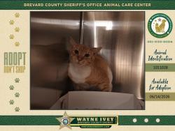 Shelter Stray Male Cat last seen Near Legion Lane, COCOA, FL, 32922, 5100 W Eau Gallie Blvd, Melbourne, FL 32934, USA