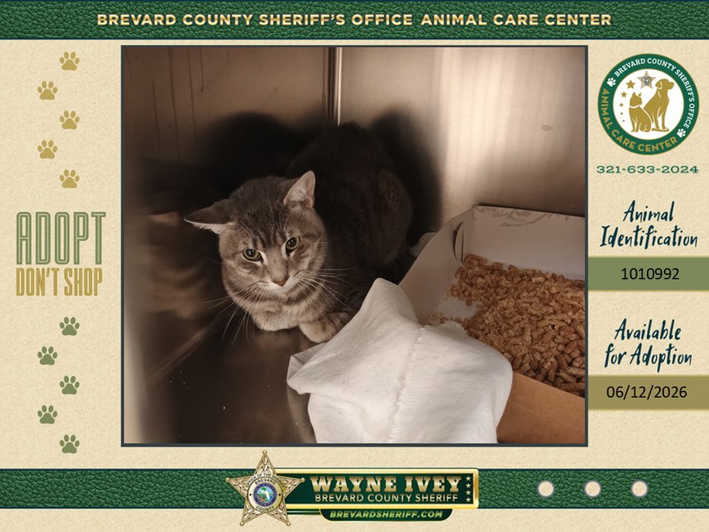 Shelter Stray Male Cat last seen Near College Avenue, COCOA, FL, 32922, 5100 W Eau Gallie Blvd, Melbourne, FL 32934, USA
