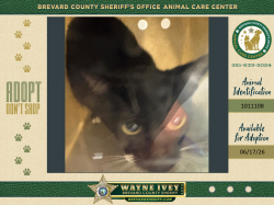 Shelter Stray Female Cat last seen Near Oak Hill Drive, COCOA, FL, 32926, 5100 W Eau Gallie Blvd, Melbourne, FL 32934, USA