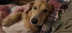 Lost Male Dog last seen Near Veys dr, Kelso, WA 98626