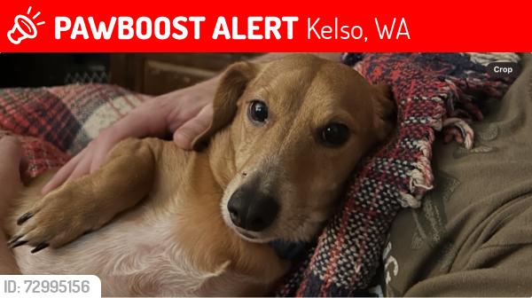 Lost Male Dog last seen Near Veys dr, Kelso, WA 98626